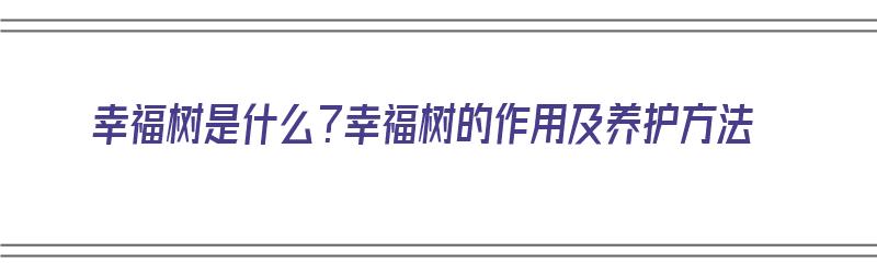 幸福树是什么？幸福树的作用及养护方法（幸福树是啥树）