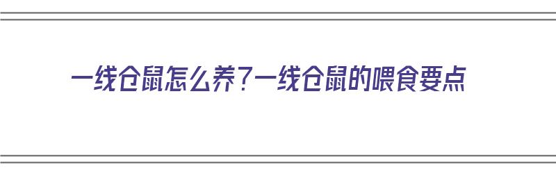 一线仓鼠怎么养？一线仓鼠的喂食要点（一线仓鼠如何饲养）