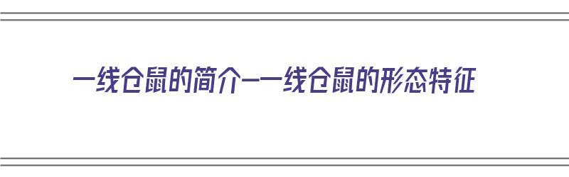 一线仓鼠的简介-一线仓鼠的形态特征（一线仓鼠是什么品种）