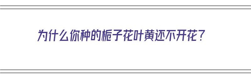 为什么你种的栀子花叶黄还不开花？（为什么你种的栀子花叶黄还不开花呢）