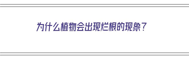 为什么植物会出现烂根的现象？（为什么植物会出现烂根的现象呢）