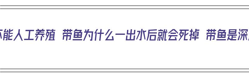 为何带鱼不能人工养殖 带鱼为什么一出水后就会死掉 带鱼是深海鱼吗