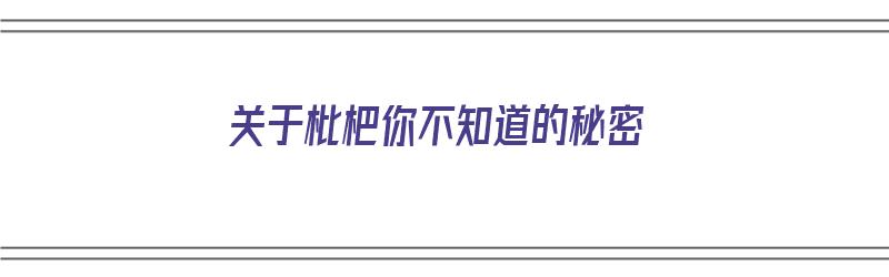 关于枇杷你不知道的秘密（关于枇杷你不知道的秘密有哪些）