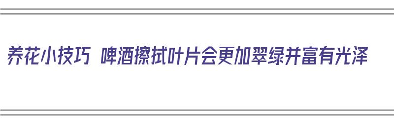 养花小技巧 啤酒擦拭叶片会更加翠绿并富有光泽（用啤酒擦拭花卉叶片注意事项）