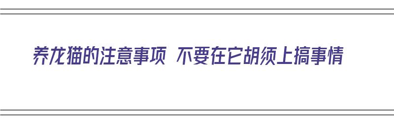 养龙猫的注意事项 不要在它胡须上搞事情