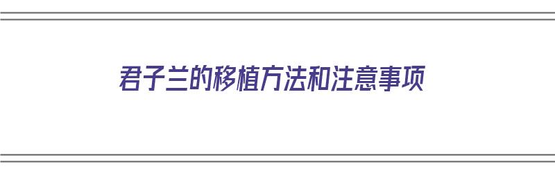 君子兰的移植方法和注意事项（君子兰的移植方法和注意事项 盆栽）