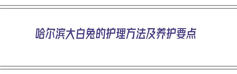 哈尔滨大白兔的护理方法及养护要点（哈尔滨大白兔养殖基地）