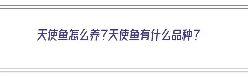 天使鱼怎么养？天使鱼有什么品种？（天使鱼怎么养?天使鱼有什么品种呢）