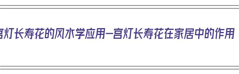 宫灯长寿花的风水学应用-宫灯长寿花在家居中的作用（宫灯长寿花的寓意）