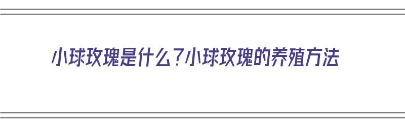 小球玫瑰是什么？小球玫瑰的养殖方法（小球玫瑰的养殖方法和注意事项）