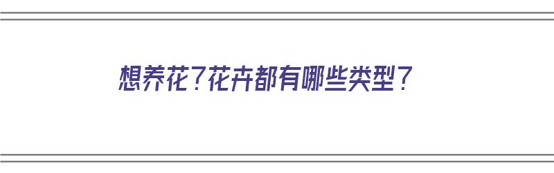 想养花？花卉都有哪些类型？（想养花?花卉都有哪些类型的）