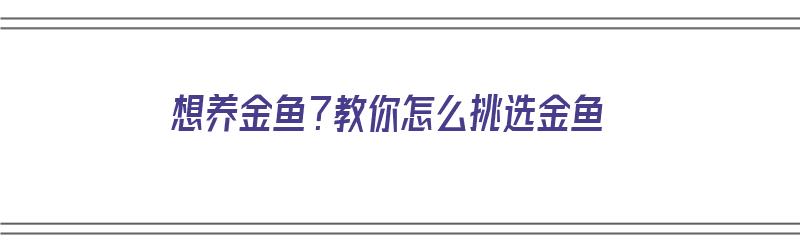 想养金鱼？教你怎么挑选金鱼（想养金鱼?教你怎么挑选金鱼呢）