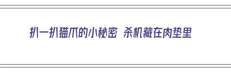 扒一扒猫爪的小秘密 杀机藏在肉垫里（猫爪org）