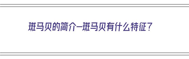 斑马贝的简介-斑马贝有什么特征？（斑马贝价格）