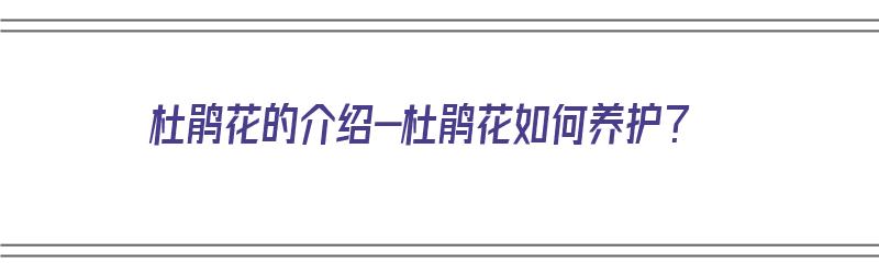 杜鹃花的介绍-杜鹃花如何养护？（杜鹃花该如何养护）