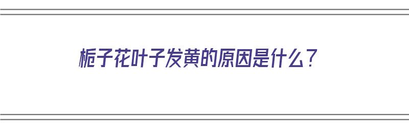 栀子花叶子发黄的原因是什么？（栀子花叶子发黄的原因是什么）