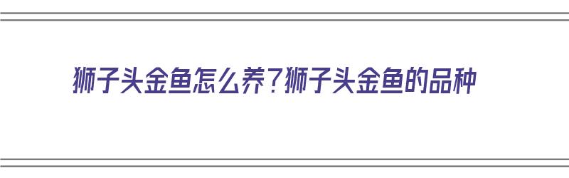 狮子头金鱼怎么养？狮子头金鱼的品种（狮子头金鱼如何饲养）