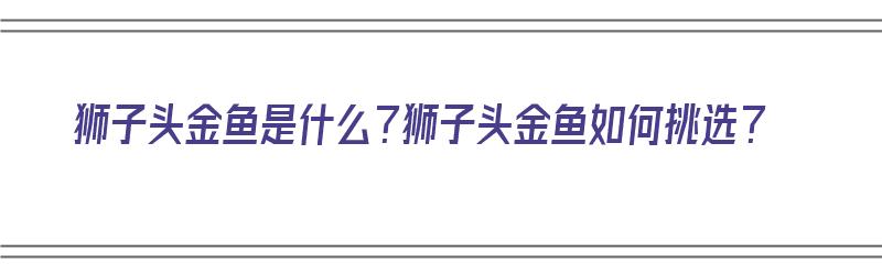 狮子头金鱼是什么？狮子头金鱼如何挑选？（狮子头金鱼是什么品种）