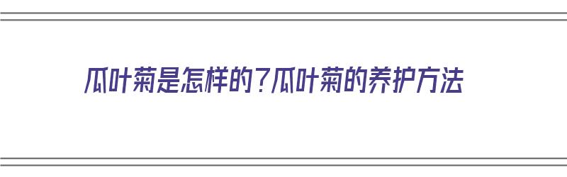 瓜叶菊是怎样的？瓜叶菊的养护方法（瓜叶菊的养护特点）