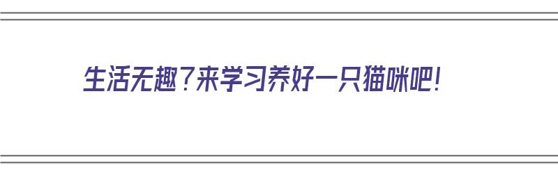 生活无趣？来学习养好一只猫咪吧！（养猫简单）