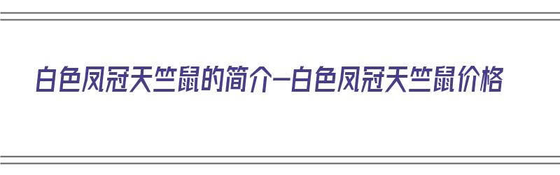 白色凤冠天竺鼠的简介-白色凤冠天竺鼠价格（白色凤冠天竺鼠多少钱）