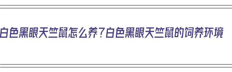 白色黑眼天竺鼠怎么养？白色黑眼天竺鼠的饲养环境（纯白黑眼兔）