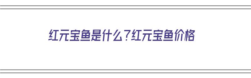 红元宝鱼是什么？红元宝鱼价格（红元宝鱼图片）