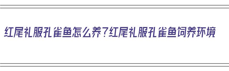 红尾礼服孔雀鱼怎么养？红尾礼服孔雀鱼饲养环境（红礼服孔雀鱼图片）