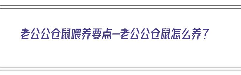 老公公仓鼠喂养要点-老公公仓鼠怎么养？（老公公仓鼠适合新手吗）