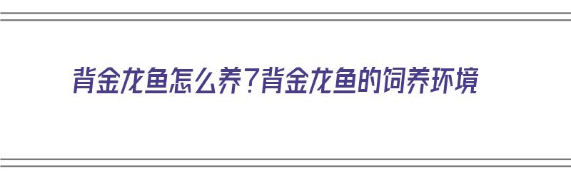 背金龙鱼怎么养？背金龙鱼的饲养环境（金背龙鱼多少钱）