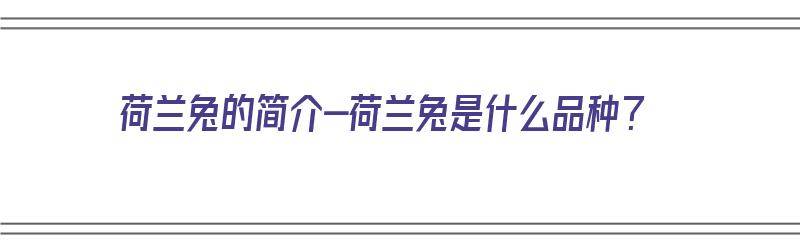 荷兰兔的简介-荷兰兔是什么品种？（荷兰兔百科）