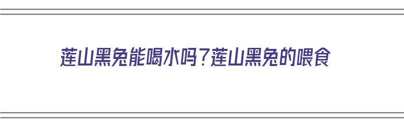 莲山黑兔能喝水吗？莲山黑兔的喂食（连山黑兔最大能长几斤）