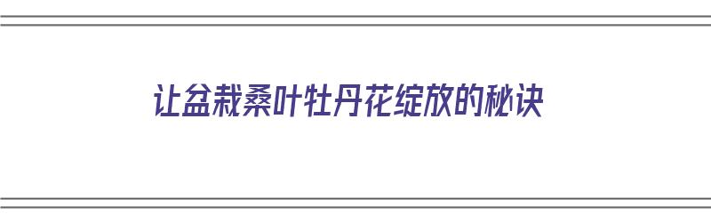 让盆栽桑叶牡丹花绽放的秘诀（让盆栽桑叶牡丹花绽放的秘诀是什么）