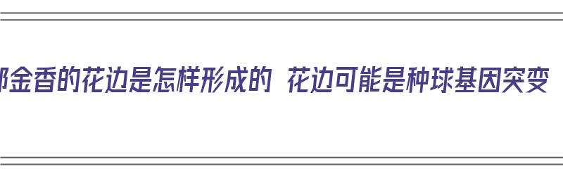 郁金香的花边是怎样形成的 花边可能是种球基因突变（郁金香花边装饰）