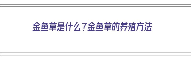 金鱼草是什么？金鱼草的养殖方法（金鱼草是什么?金鱼草的养殖方法视频）