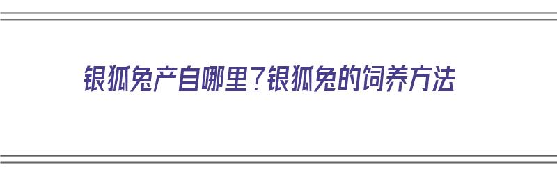 银狐兔产自哪里？银狐兔的饲养方法（银狐兔怎么养）