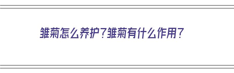 雏菊怎么养护？雏菊有什么作用？（雏菊怎么养护?雏菊有什么作用呢）