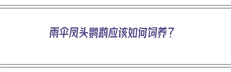 雨伞凤头鹦鹉应该如何饲养？（雨伞凤头鹦鹉应该如何饲养呢）