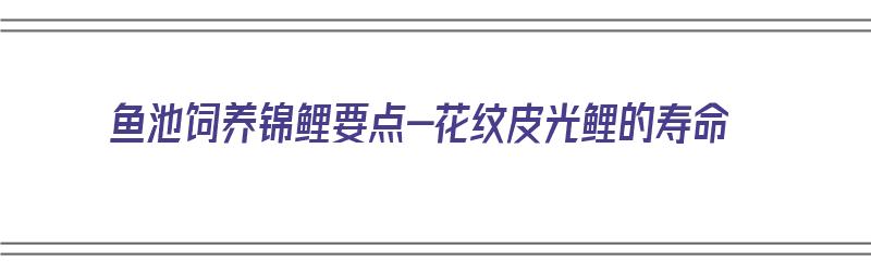 鱼池饲养锦鲤要点-花纹皮光鲤的寿命（花纹皮光鲤锦鲤图片）