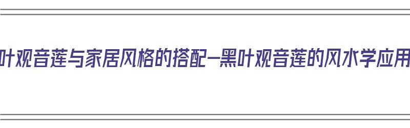 黑叶观音莲与家居风格的搭配-黑叶观音莲的风水学应用（黑叶观音莲风水好吗）