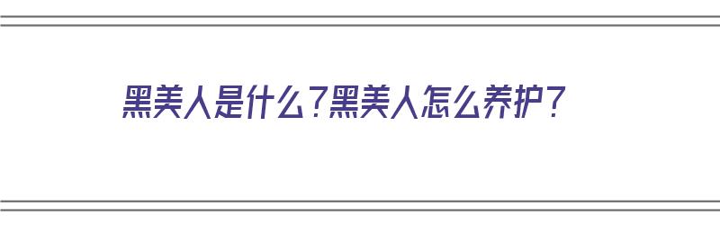 黑美人是什么？黑美人怎么养护？（黑美人是什么?黑美人怎么养护呢）